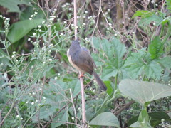 Prinia socialis