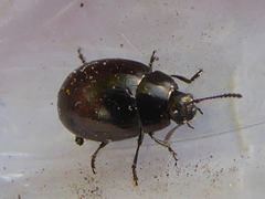 Phaedon tumidulus