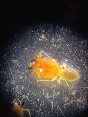 Cornitermes pugnax