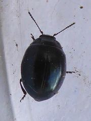 Phaedon tumidulus
