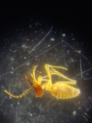 Velocitermes beebei