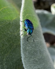Chrysochus cobaltinus