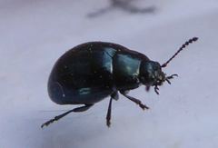 Phaedon tumidulus