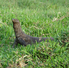 Varanus bengalensis
