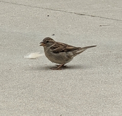 Passer domesticus