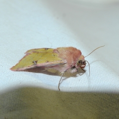 Heliothis incarnata