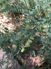 Sphaerophysa salsula
