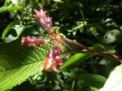 Monopyle maxonii