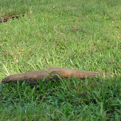 Varanus bengalensis