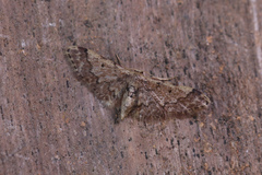 Idaea pervertipennis