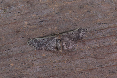 Idaea pervertipennis