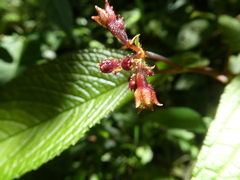 Monopyle maxonii