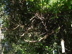 Celastrus flagellaris