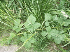 Rubus scabrosus