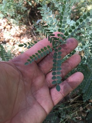 Sphaerophysa salsula