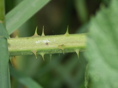 Rubus scabrosus