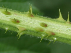 Rubus scabrosus