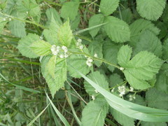 Rubus scabrosus