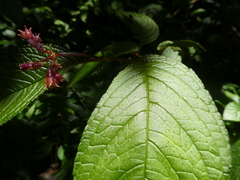 Monopyle maxonii