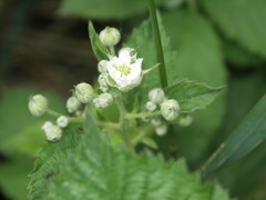 Rubus scabrosus