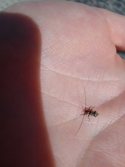 Leiopus femoratus