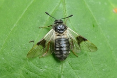 Abia fasciata