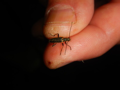 Cortodera humeralis