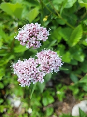 Valeriana montana