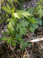 Artemisia montana
