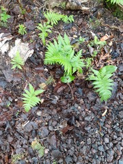 Phegopteris connectilis