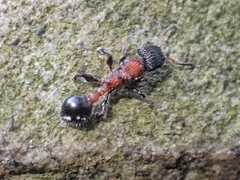 Dilobocondyla fouqueti