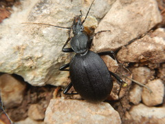 Cychrus italicus