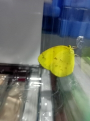 Eurema floricola