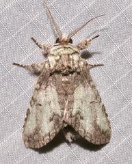 Macrurocampa marthesia