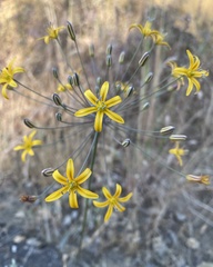 Bloomeria crocea aurea