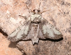 Macrurocampa marthesia
