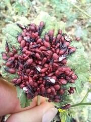 Oxycarenus lavaterae