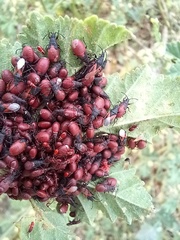 Oxycarenus lavaterae