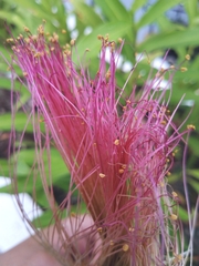 Calliandra surinamensis