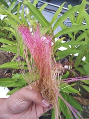 Calliandra surinamensis