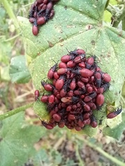 Oxycarenus lavaterae