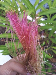 Calliandra surinamensis