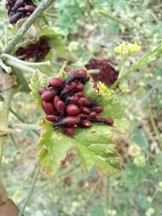 Oxycarenus lavaterae