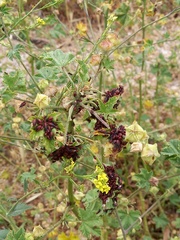 Oxycarenus lavaterae
