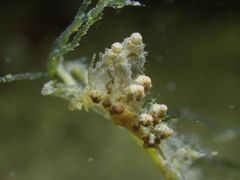 Eubranchus rubropunctatus