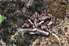 Drasteria grandirena