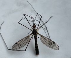 Nephrotoma flavipalpis
