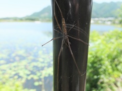 Tetragnatha praedonia
