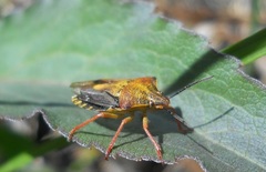 Carpocoris purpureipennis