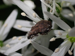 Tropiphorus elevatus